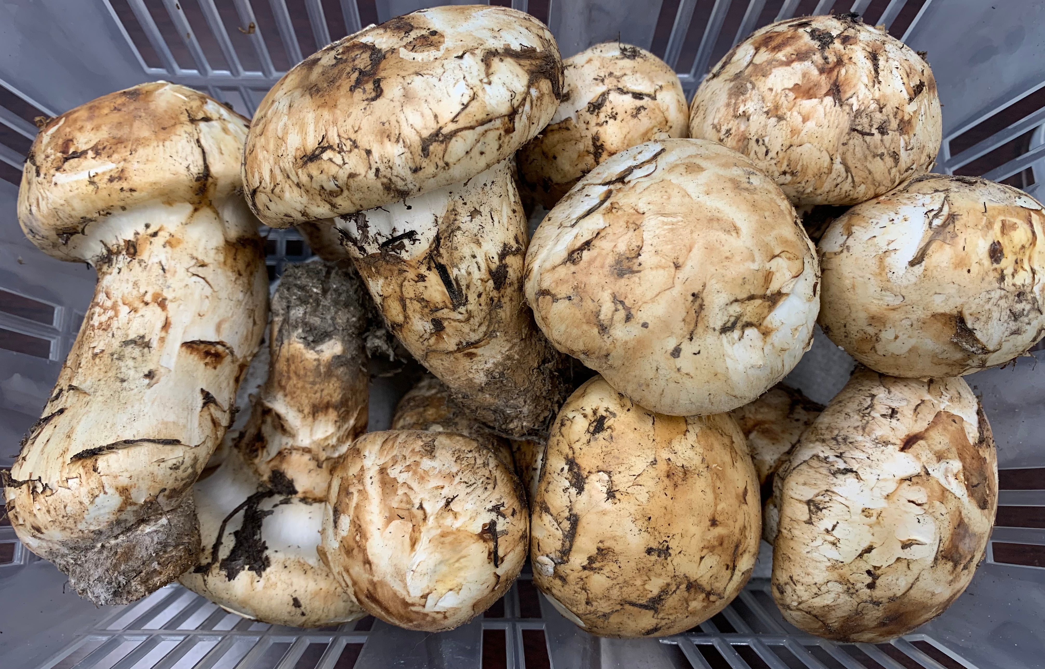 Fresh pine mushrooms (Matsutake) now available in GTA! Only from Natur