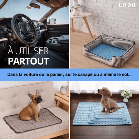 Exemple d'utilisation du tapis matelas rafraichissant pour chien qui peut se mettre dans la voiture, dans un panier, au sol, sur le canapé et ailleurs