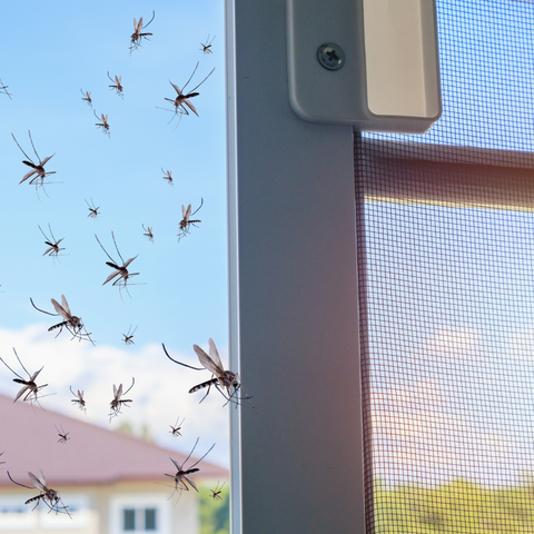 beaucoup de moustiques à une fenêtre
