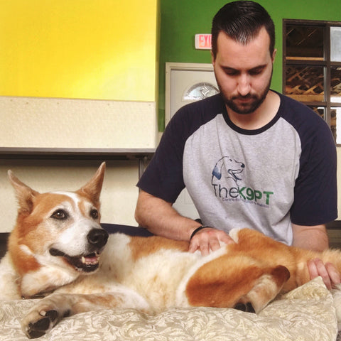 Canine massage