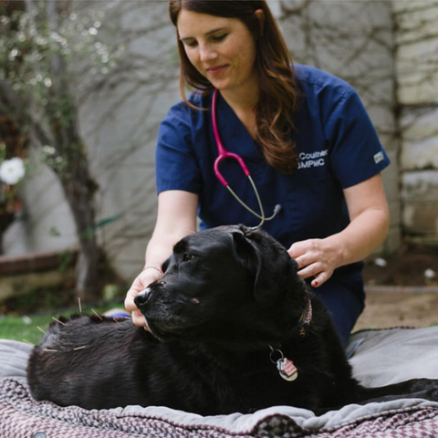 Pet acupuncture for natural healing and wellness.