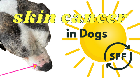 Top 5 Skin Cancers in Dogs