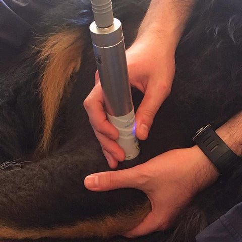 Laser therapy and holistic veterinary medicine for dogs.