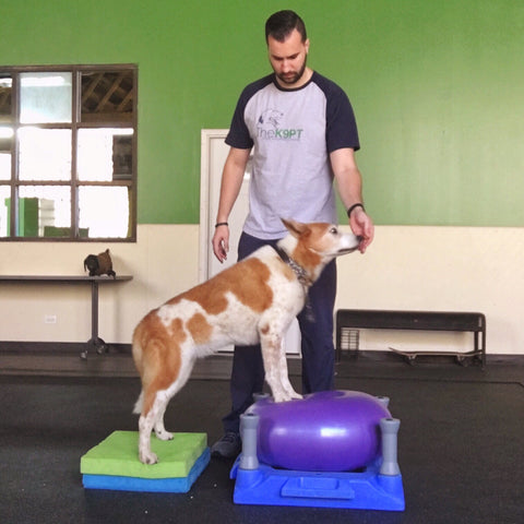 Canine physical therapy