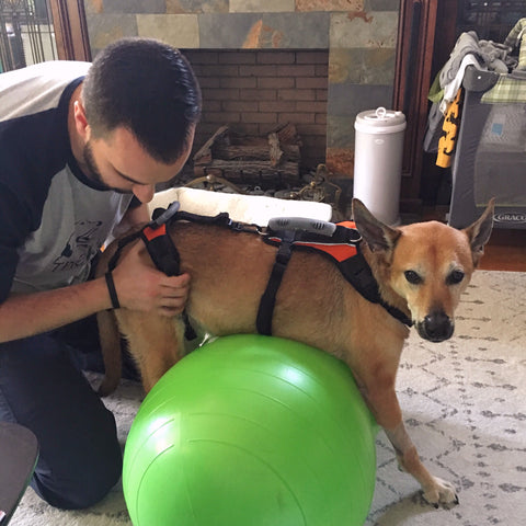 Physical therapy for dogs