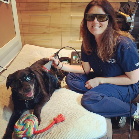 Laser therapy and holistic veterinary medicine for dogs.