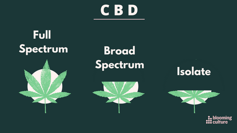 CBD oil for pets