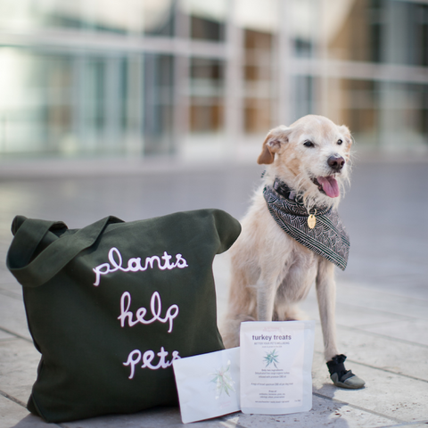 CBD travel pack for dogs | Blooming Culture