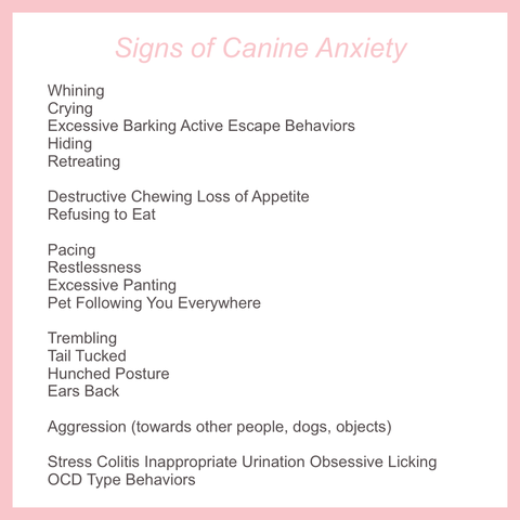 anxiety in pets dog anxiety