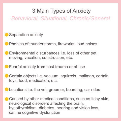 canine anxiety seperation anxiety dog anxiety