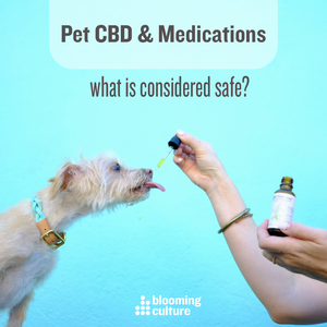 pet CBD and drug interactions
