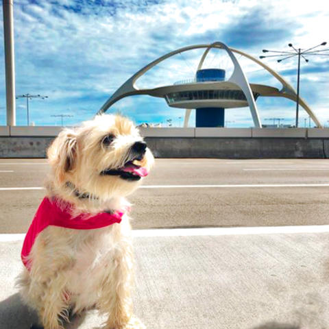 Vinny the terrier, a PUP program volunteer at LAX.