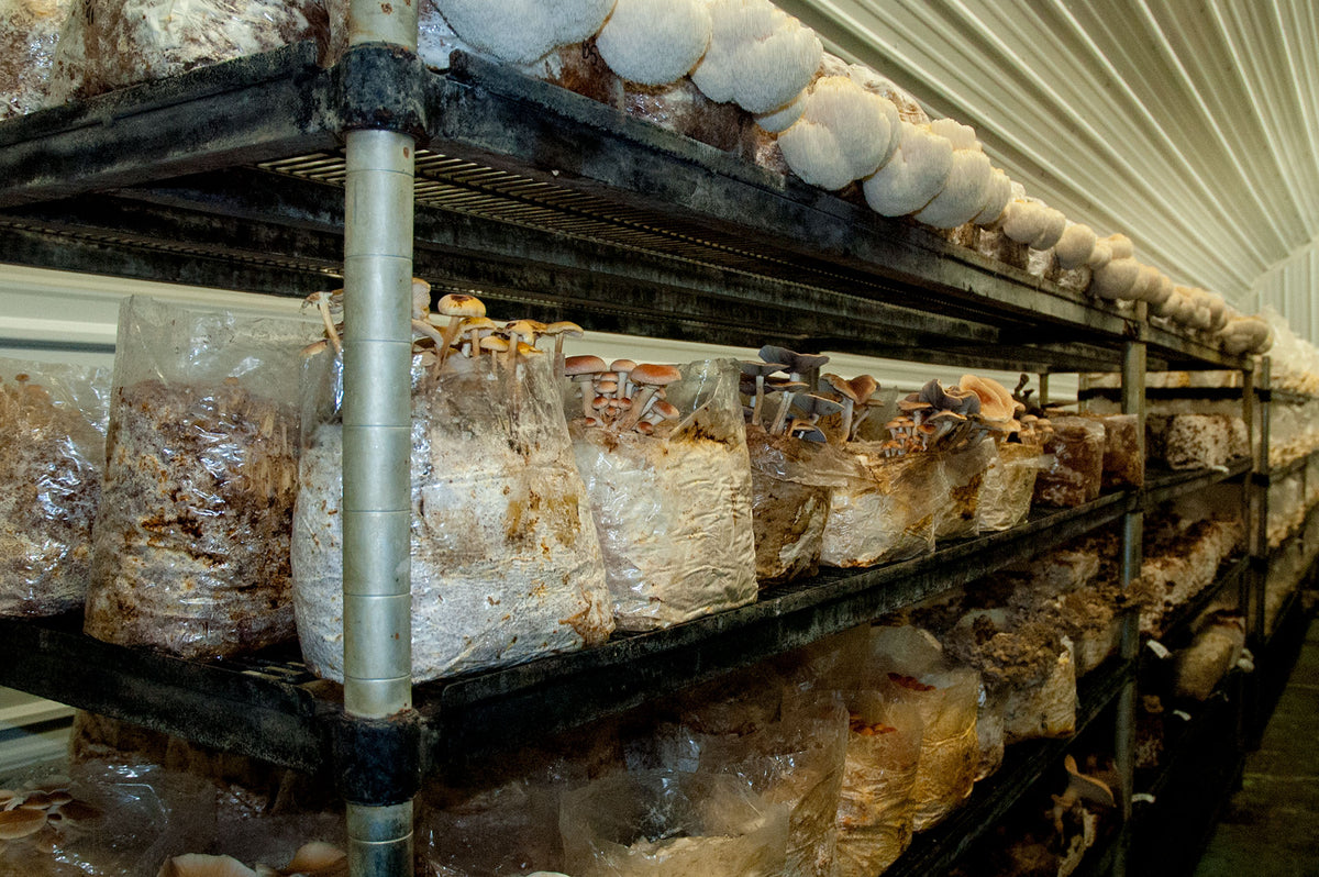 A Simplified Overview of Mushroom Cultivation Strategies — Fungi Perfecti