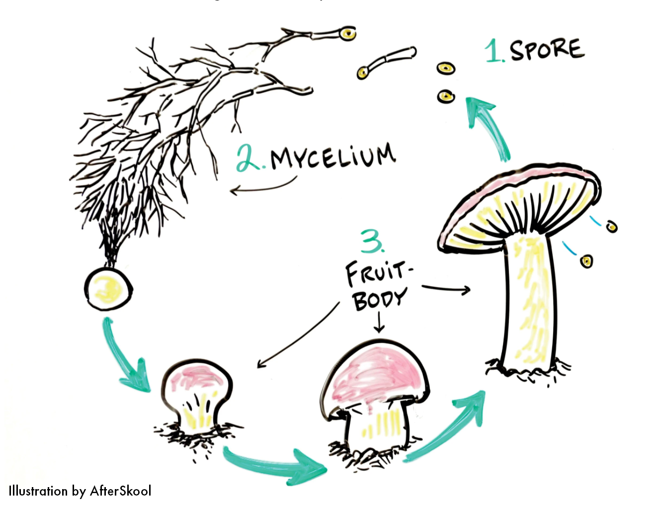 Mushroom mycelium as a promising future source of protein - WUR