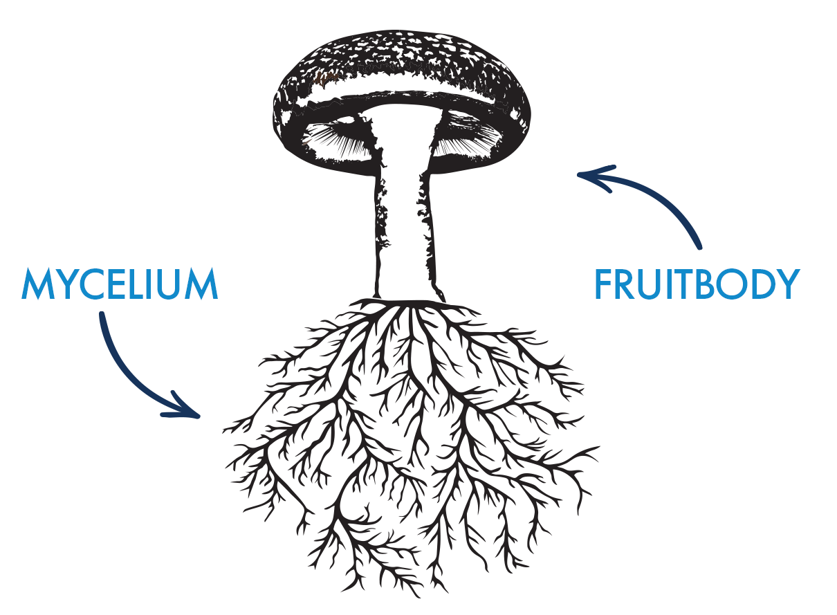 Mushroom Mycelium vs Mushroom Fruit Body
