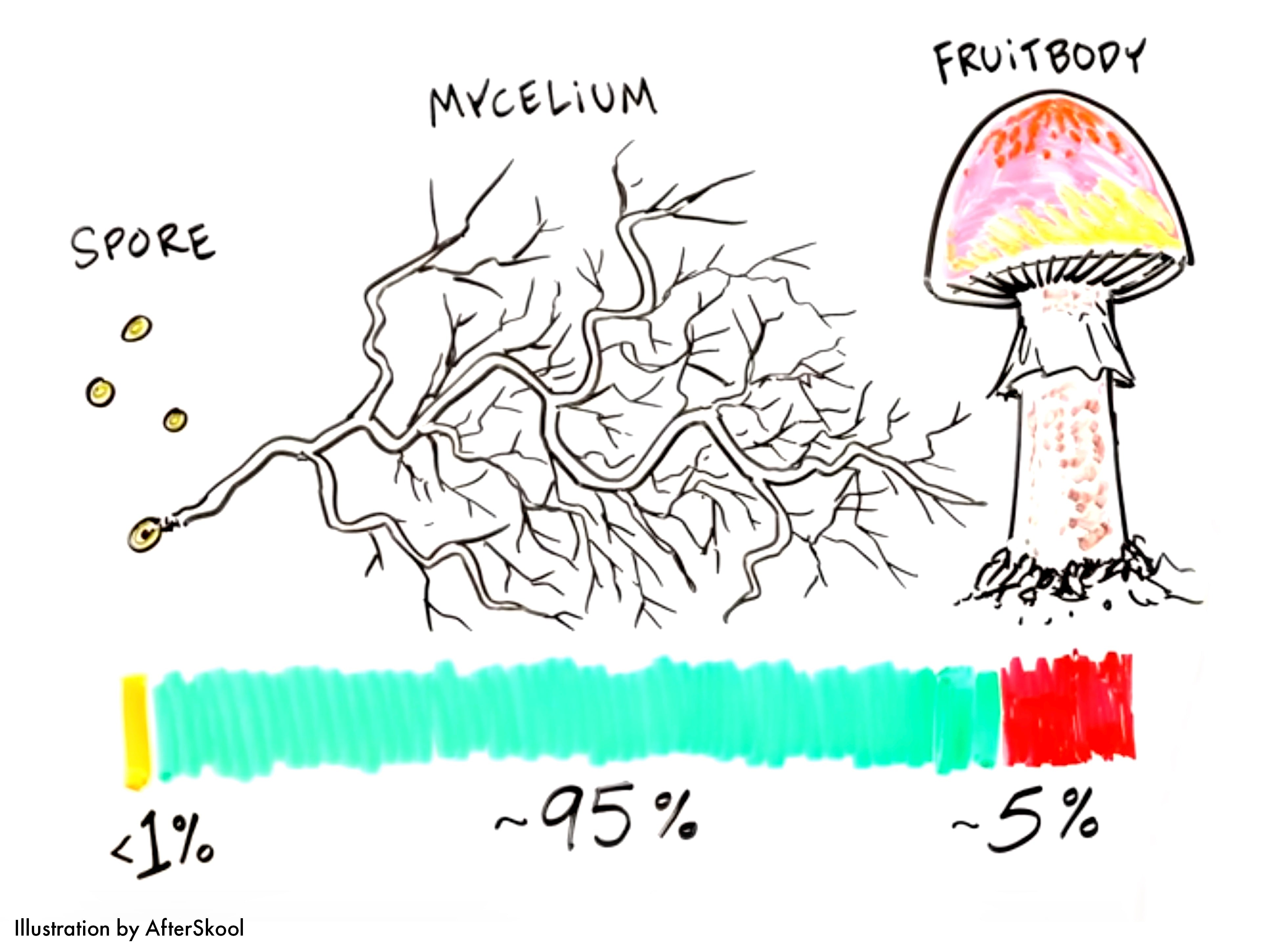 Mushroom Lifecycle Timeline