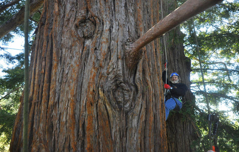 Paul on the side of a tree