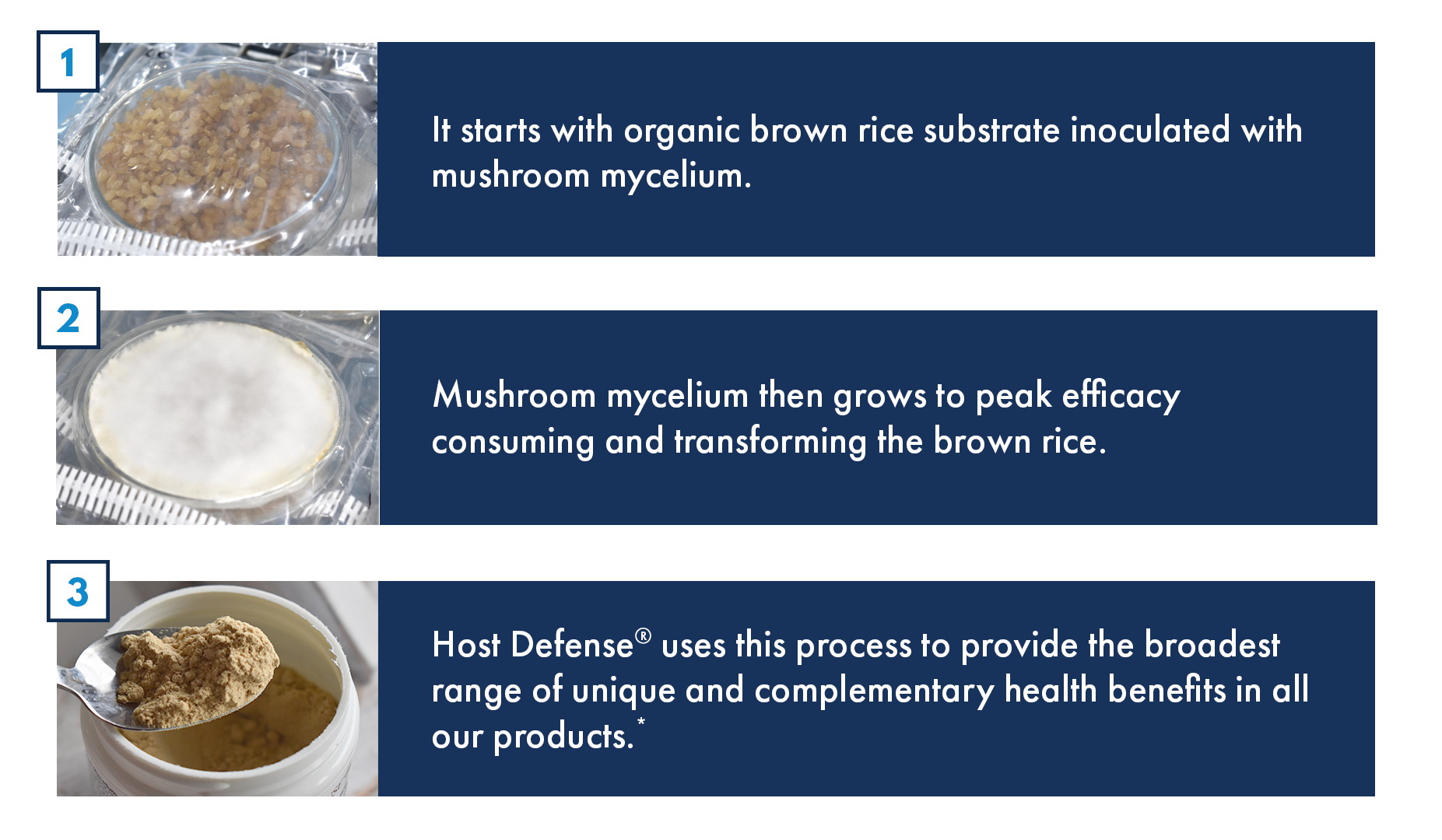 Growing Mushroom Mycelium on Brown Rice Substrate