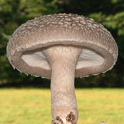 Single Shiitake Mushroom