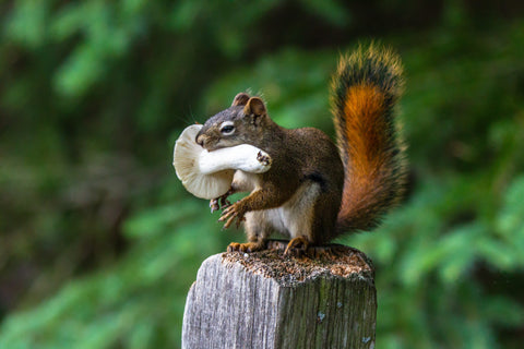 Squirrel eating mushroom