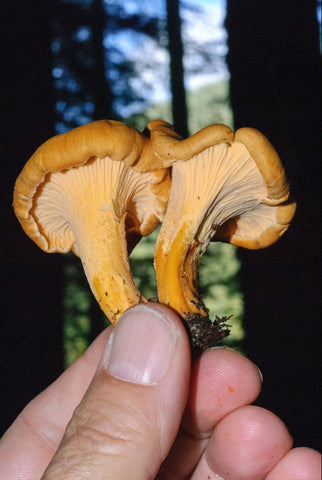 Two mushrooms being held