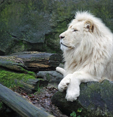 A lion with a large mane