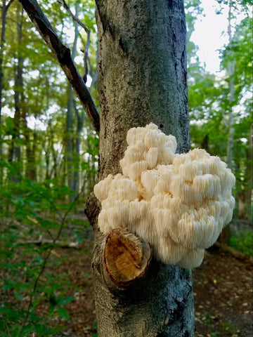 Mature Lion's Mane fruit body in a temperate climate forest on a hardwood tree.