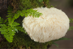 Lion's Mane mushroom growing on the side of a tree