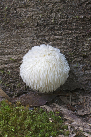 Small Lion's Mane fruit body