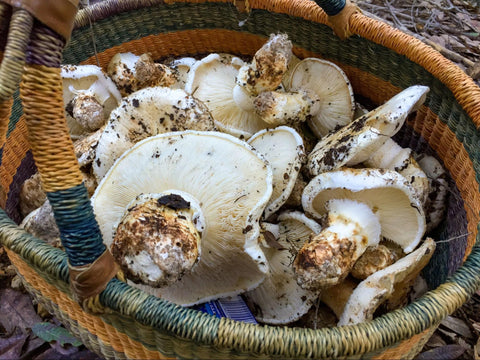 Mushrooms inside of a basket