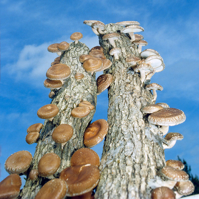Place Mushrooms In Sunlight To Get Your Vitamin D Fungi