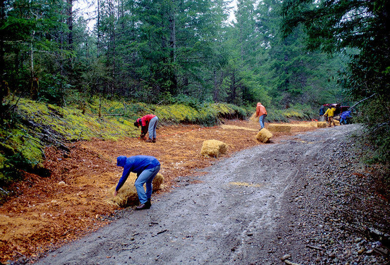 Overlaying Wood Chips With Wheat Straw