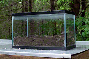 Aquarium with Soil