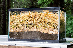 Aquarium with Soil, Cardboard, Spawn and Straw