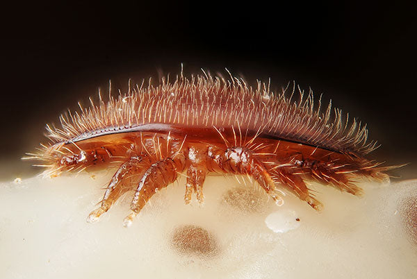 Varroa mite