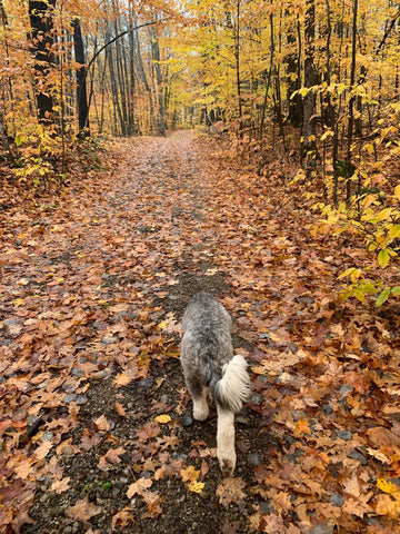 Dog sniffing ground