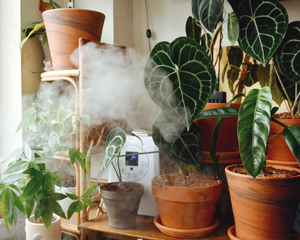 bitkiler için buhar makinesi öneriileri boxofus