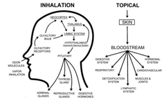 Topical Nutrition vs aromatherapy