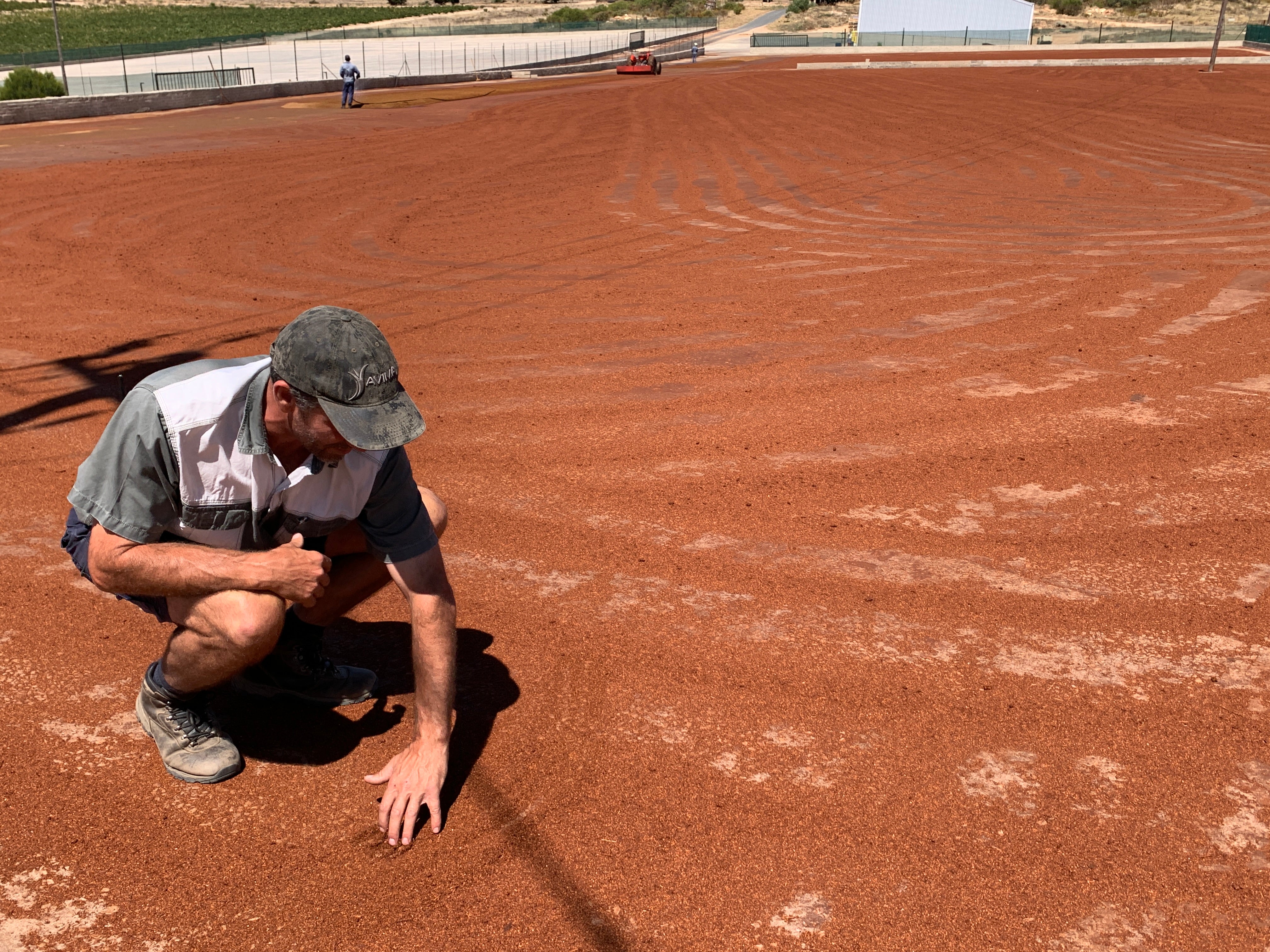 A rooibos farmer crouching over a patch of freshly fermented rooibos drying in the cederberg sun