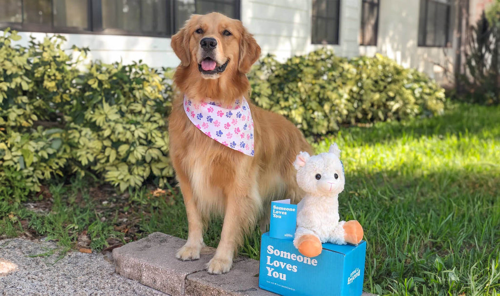 golden dog standing next to llama stuffed animal care package outside