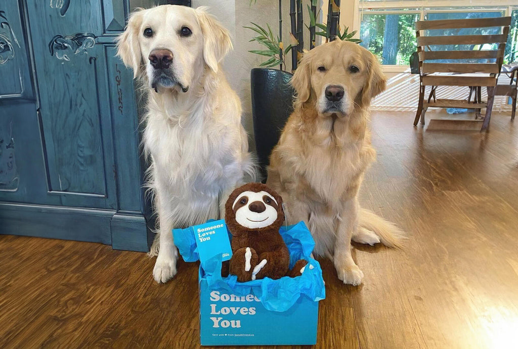 two golden dogs sitting next to a stuffed sloth care package inside