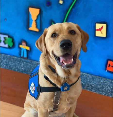 Dunkin the Facility Dog  SendAFriend's Stuffed Animal Care Packages