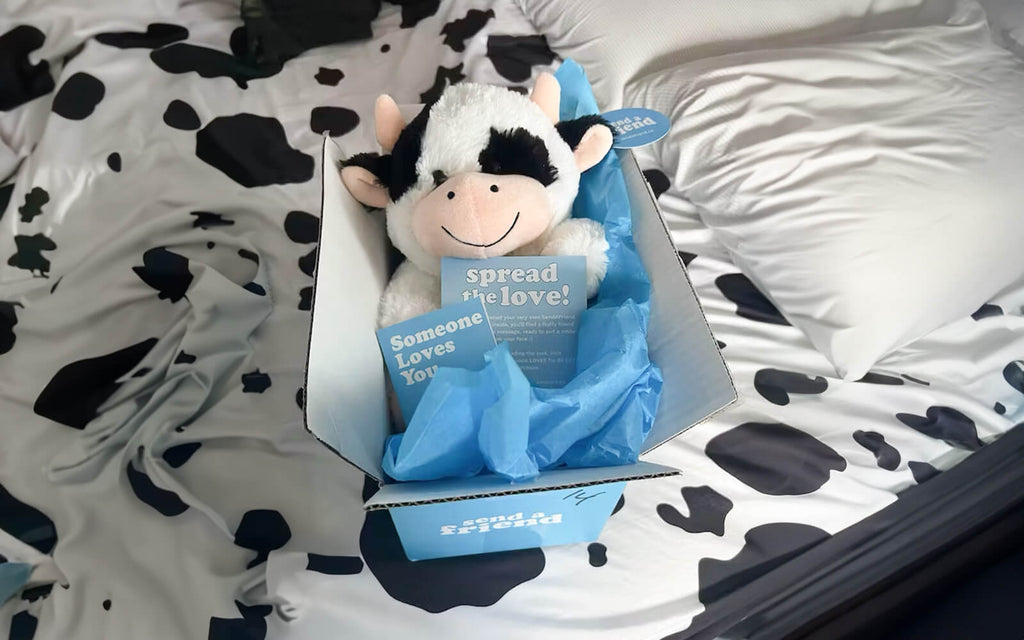 Photo of Cooper the Cow in an open Someone Loves You box with a note card sitting on a bed with cow print sheets