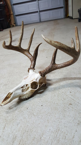An Image of a Finished European Mount