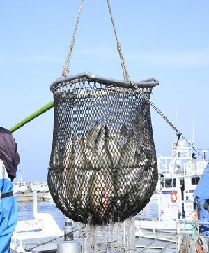 いくら醤油漬けは新鮮な北海道産