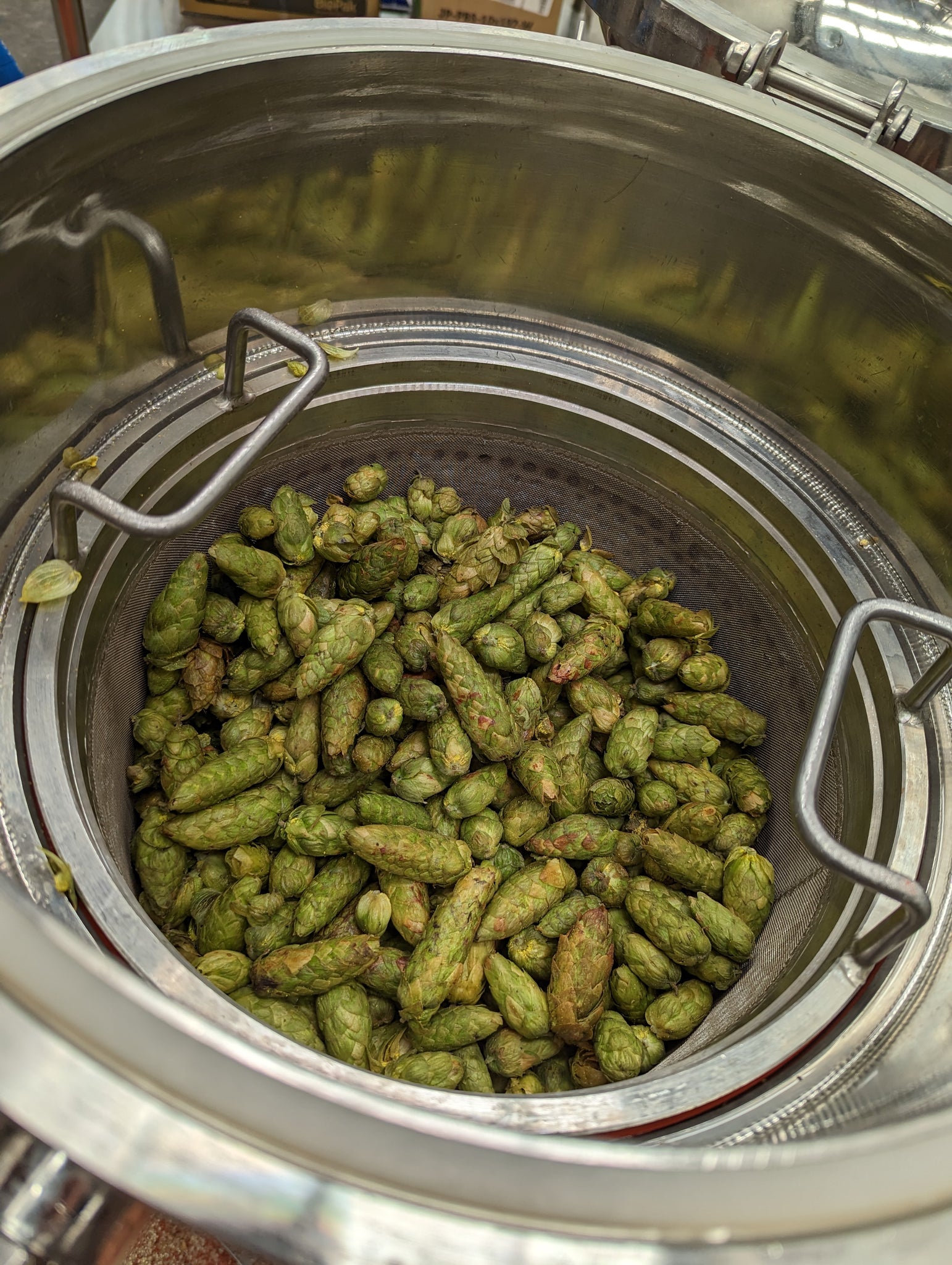 Fresh Galaxy hops in our wet hop IPA