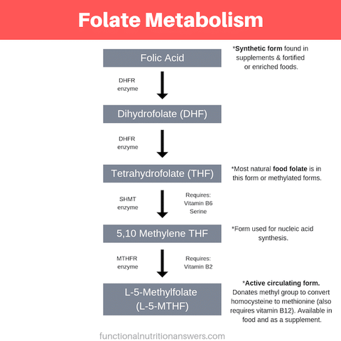 Folate Metabolism