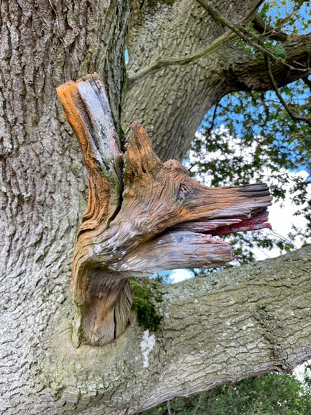 Fox oak tree art 