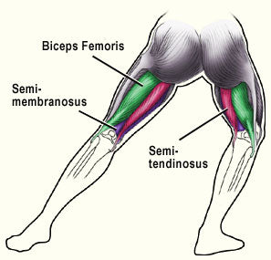 Hamstring composition