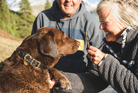 Dog improving old couples lifestyle